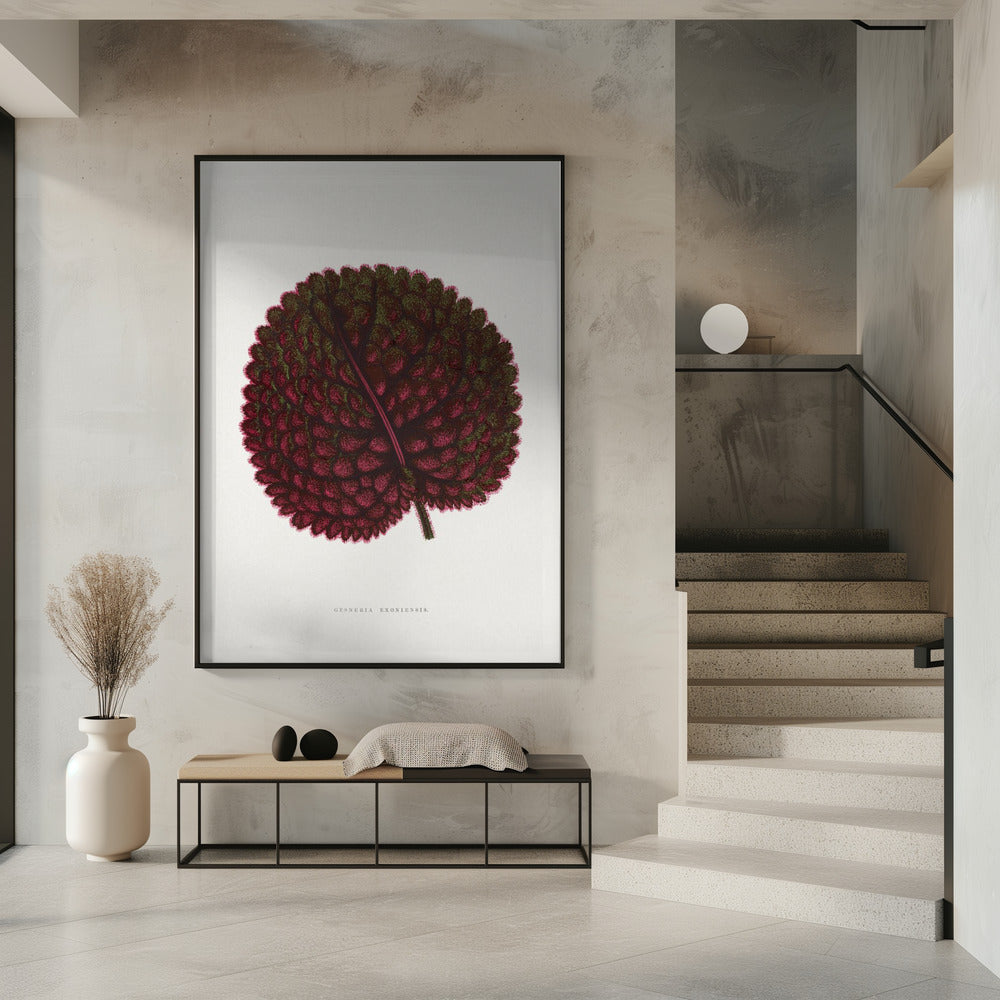 Rosa Gesneria Exoniensis Blatt Illustration | Poster