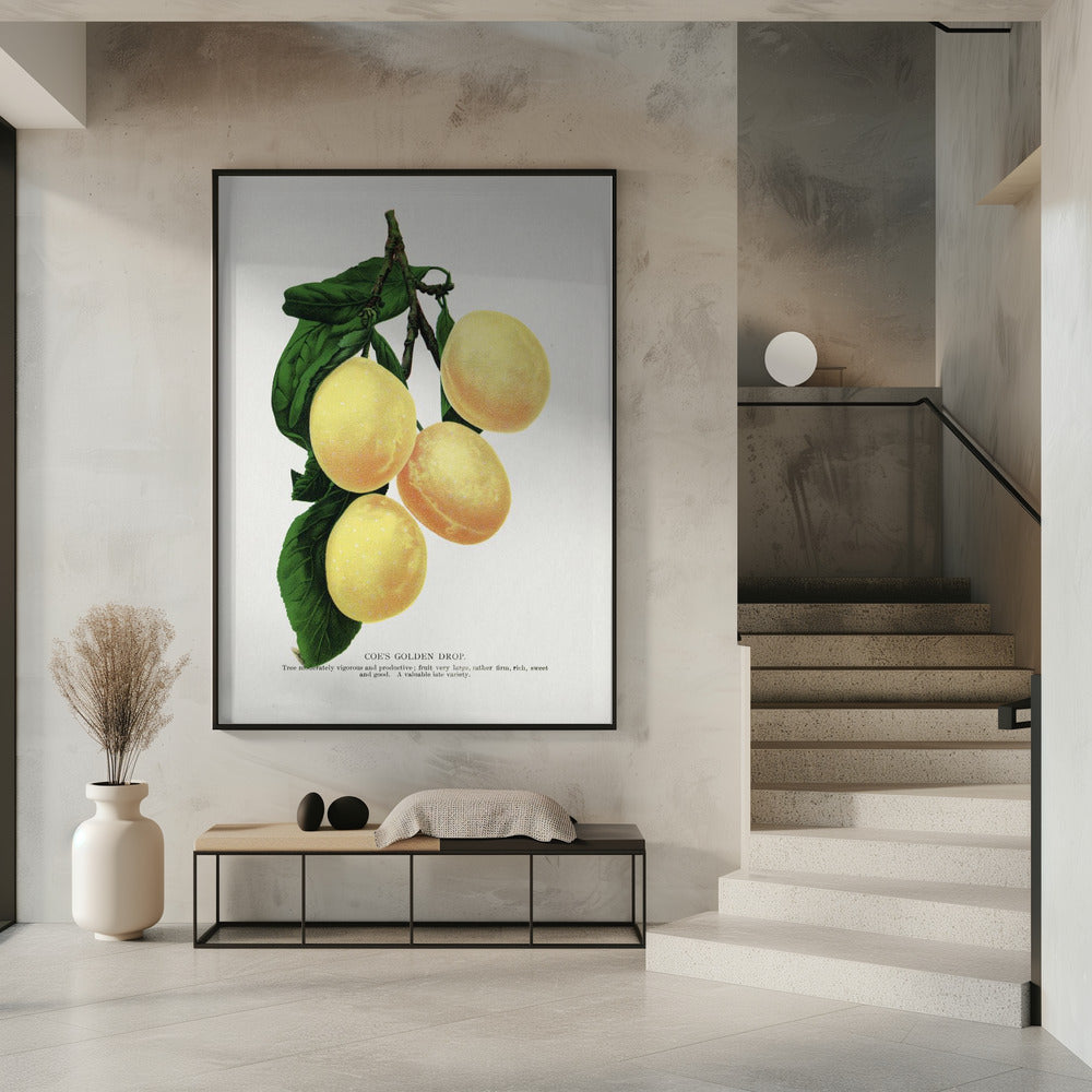 Coes Golden Drop Plum Lithographie | Poster
