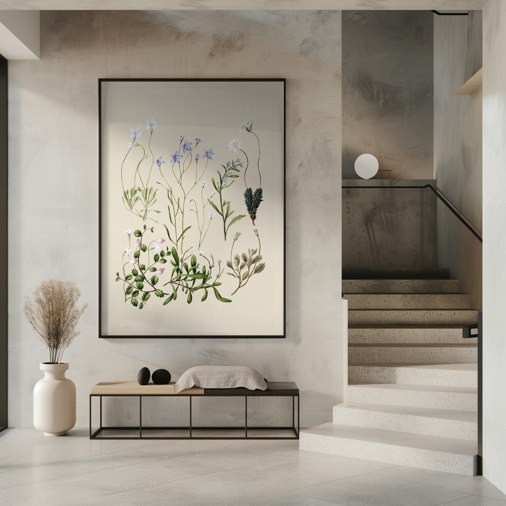 Wahlenbergias Drawn | Poster