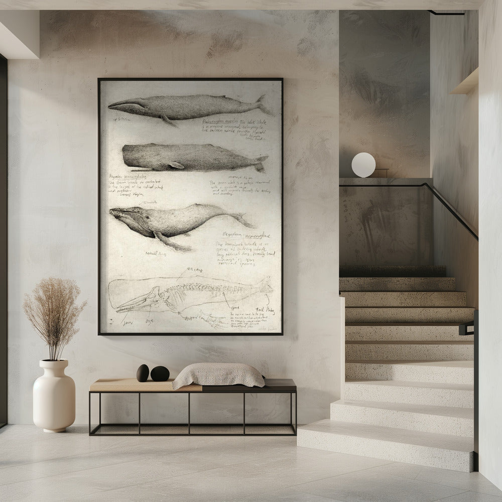 Sketches Of Various Whale | Poster