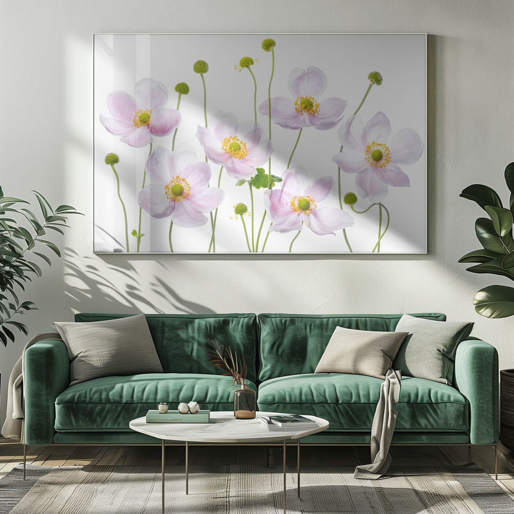 Japanische Anemonen | Leinwand
