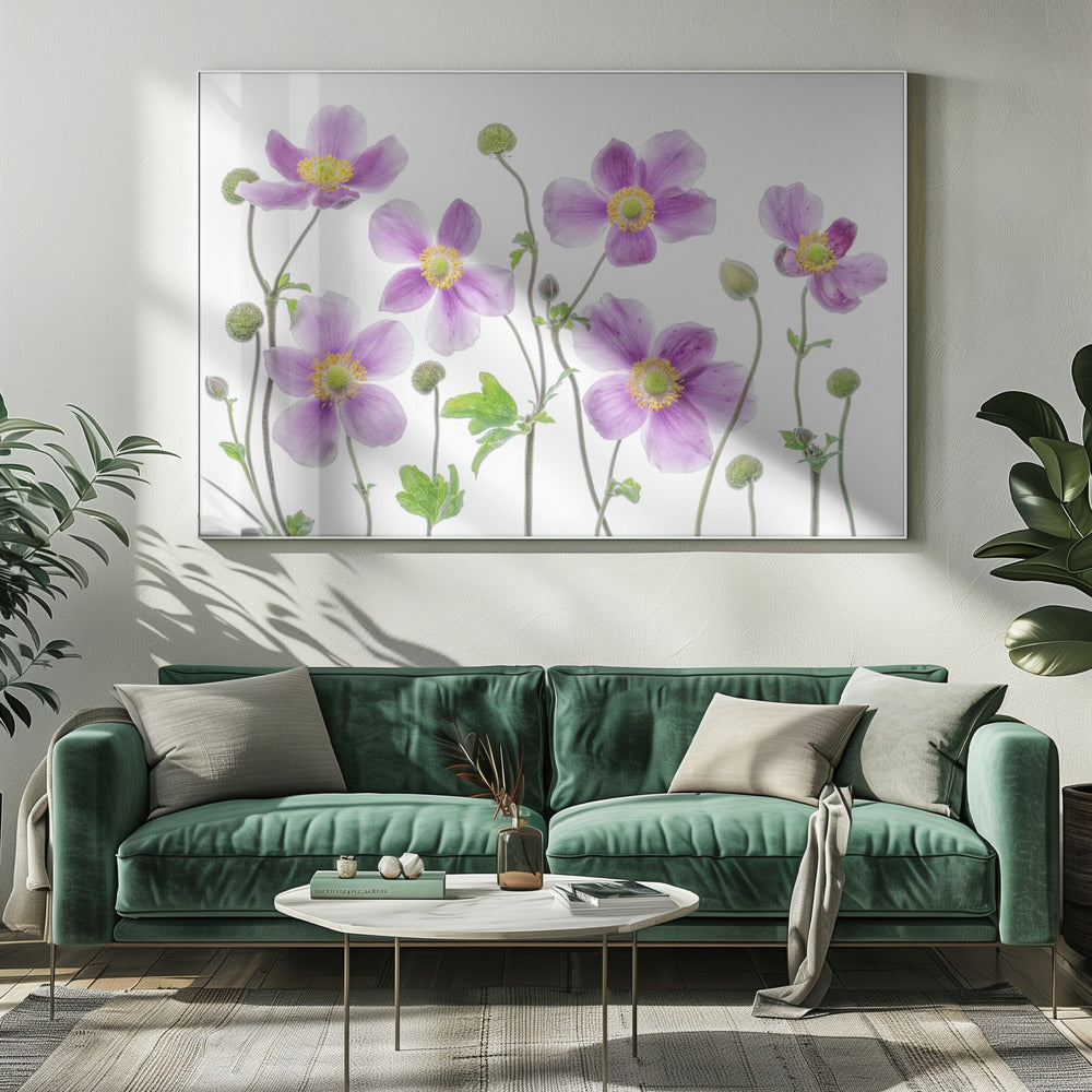 Anemone Japonica | Leinwand