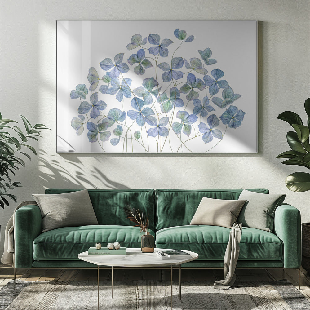 Hortensie | Leinwand