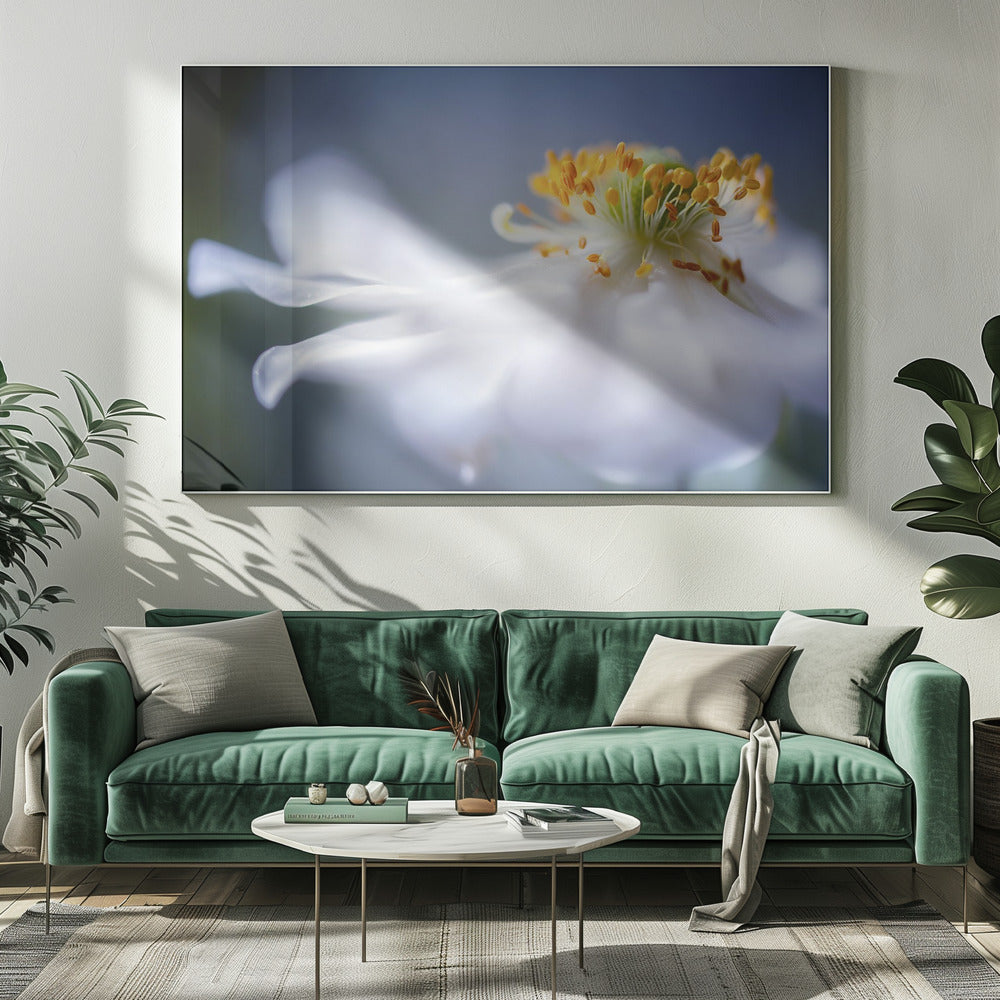 Anemone 1 | Leinwand