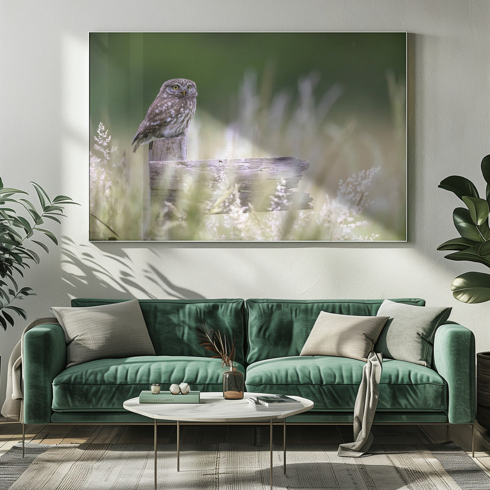 Kleine Eule | Leinwand