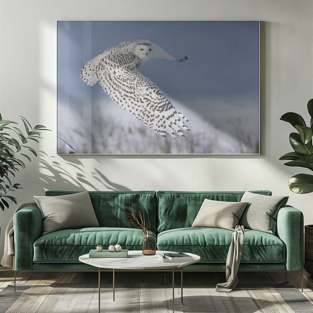 Schneeeule | Leinwand
