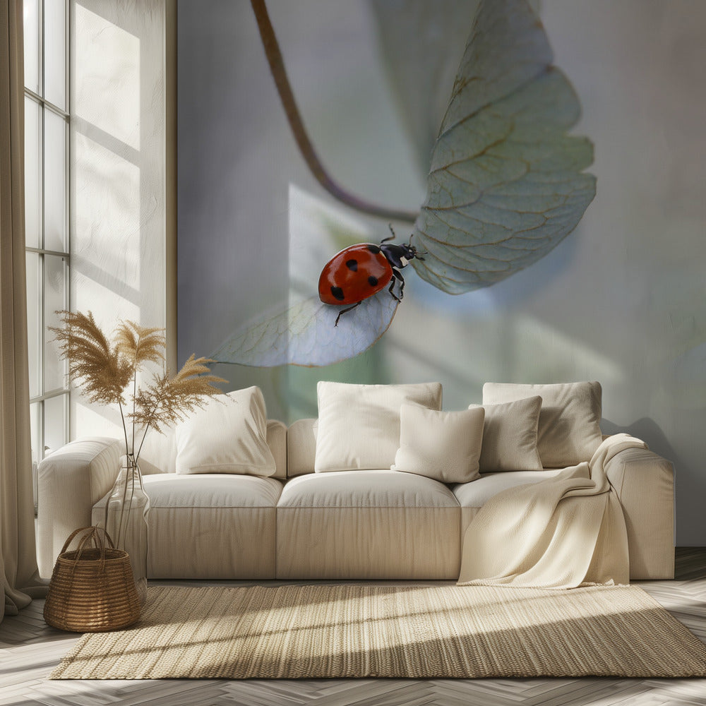 Ladybird on blue-green hydrangea | Wallpaper