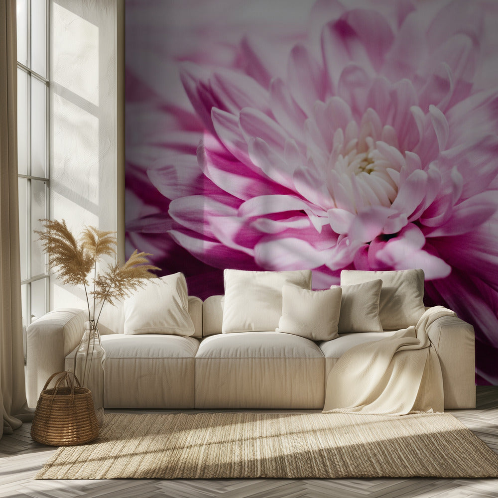 rosa Chrysanthemenblüte | Tapete