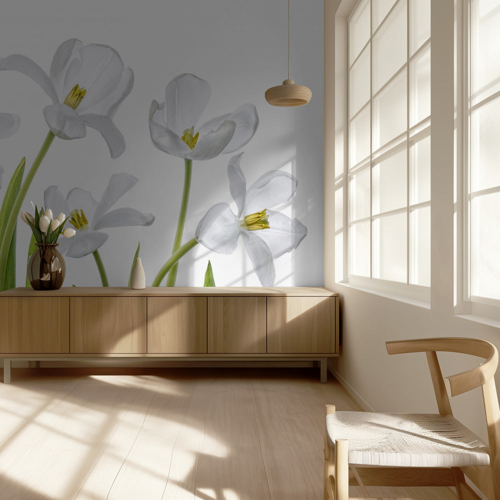 Weiße Tulpen | Tapete