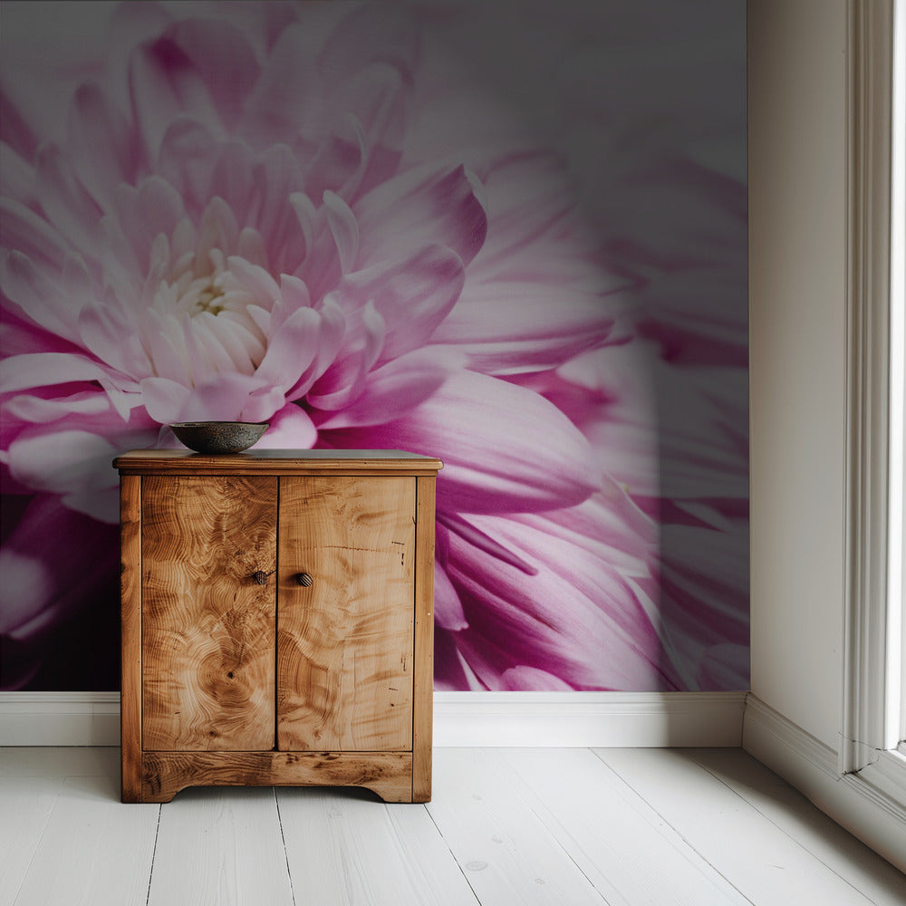 rosa Chrysanthemenblüte | Tapete