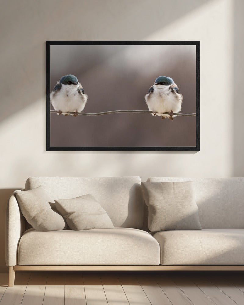 Vögel auf einem Draht | Leinwand