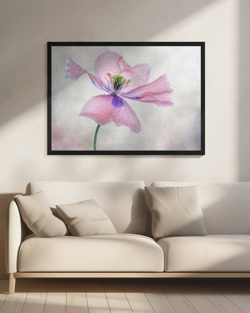 Pastellmohn | Leinwand