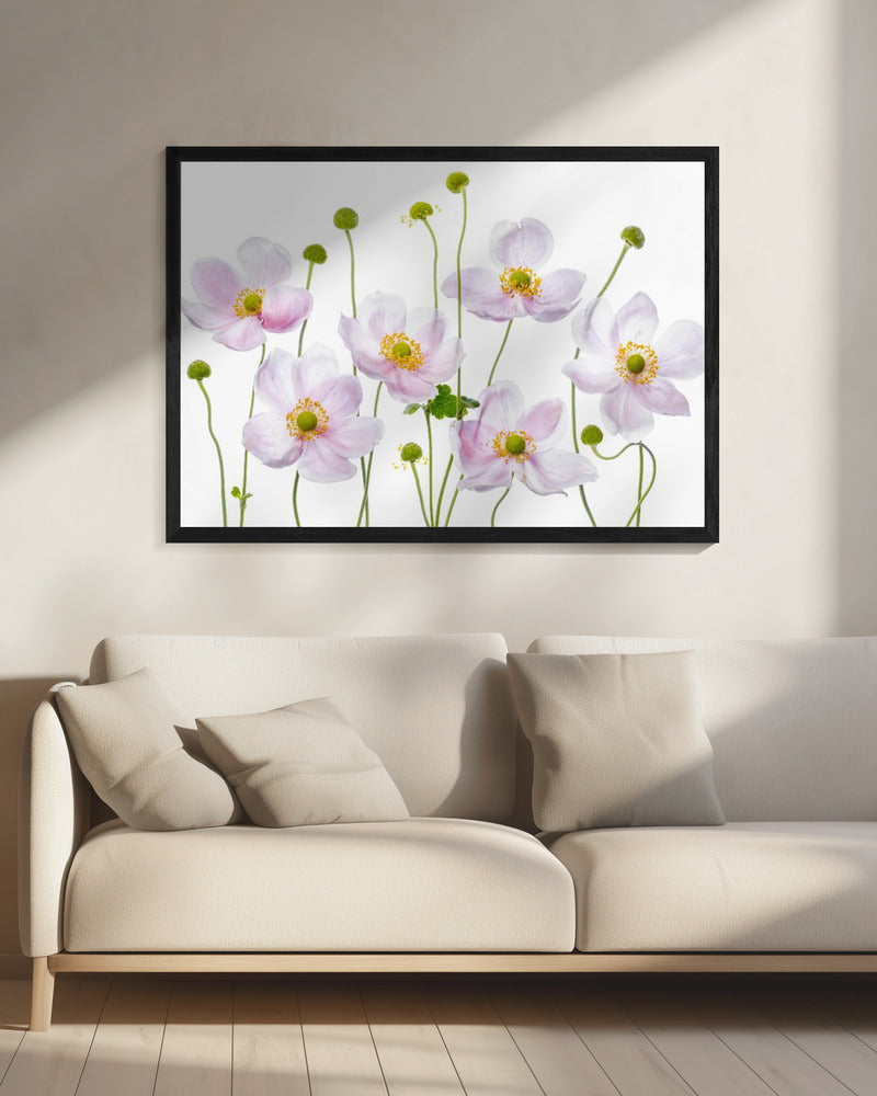 Japanische Anemonen | Leinwand