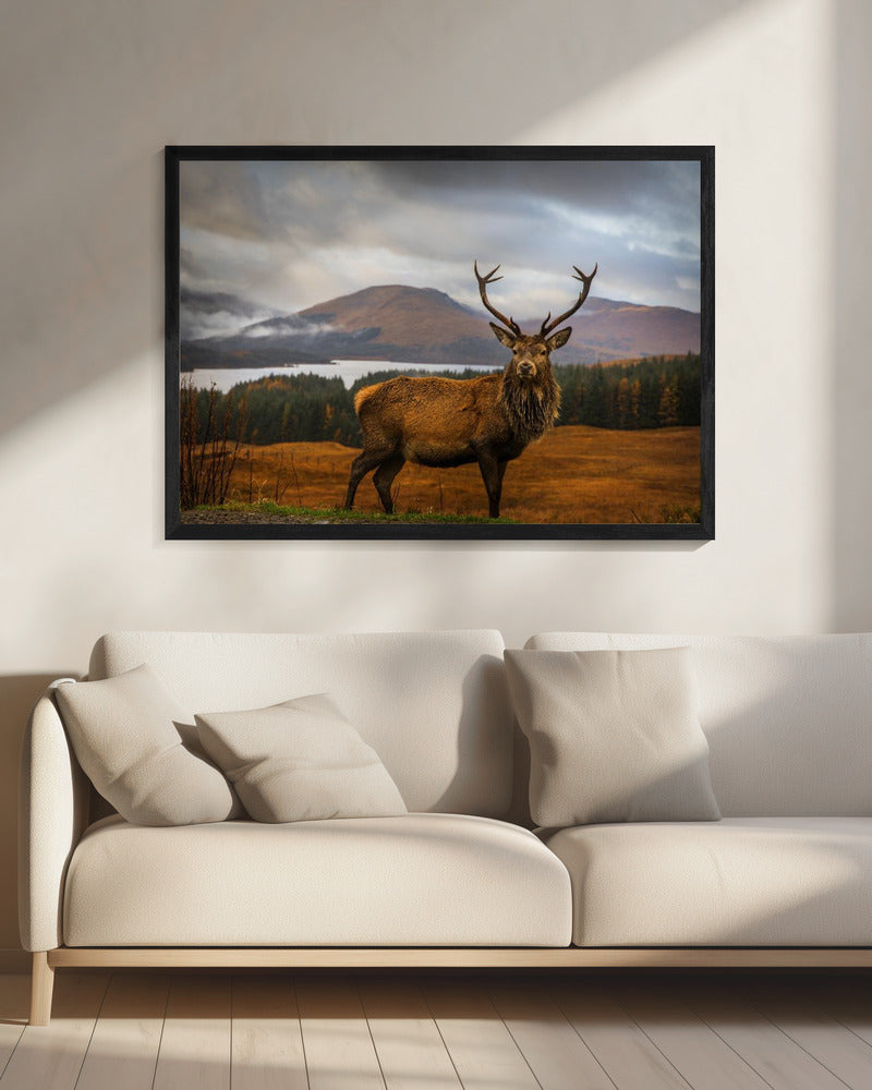 Schottischer Hirsch | Leinwand