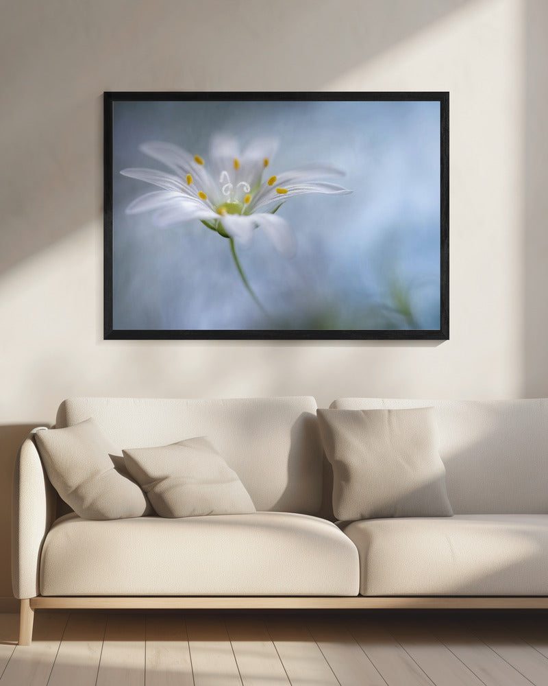 Große Sternmiere | Leinwand