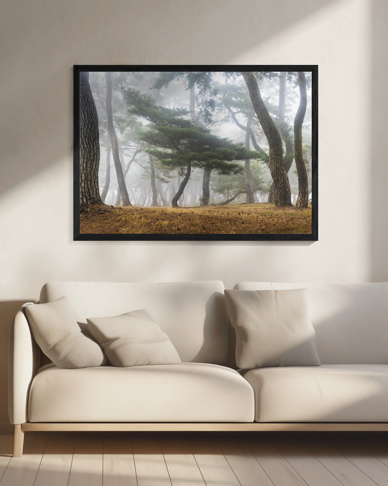 Im nebligen Kiefernwald | Leinwand