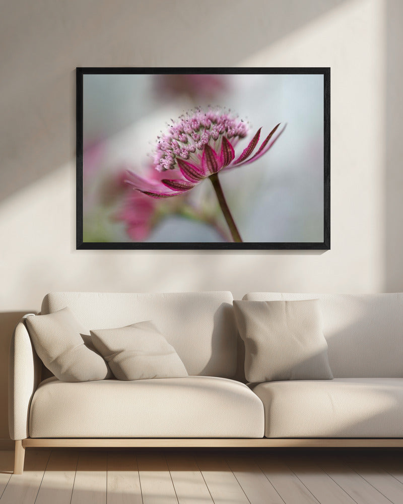 Astrantia | Leinwand