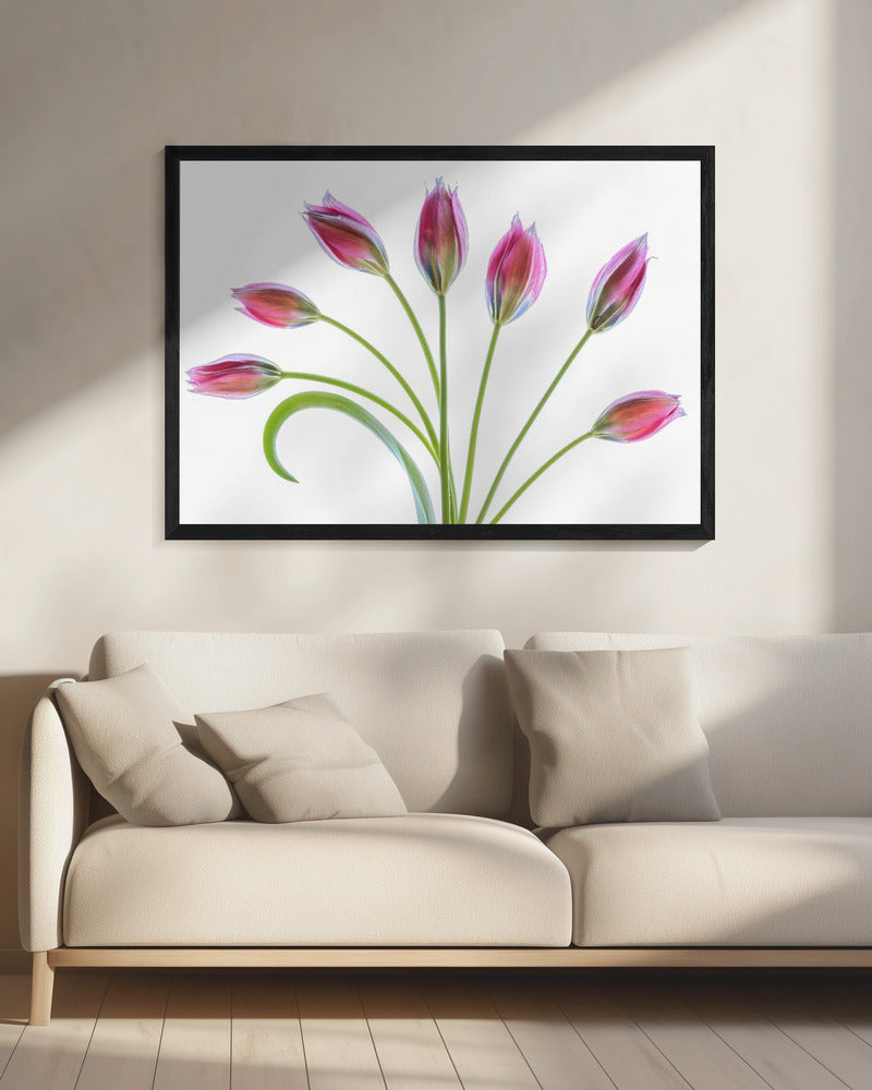 Tulipa | Leinwand