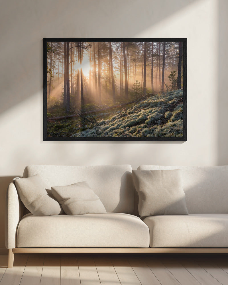 Nebel im Wald mit weißem Moos im Vordergrund | Leinwand