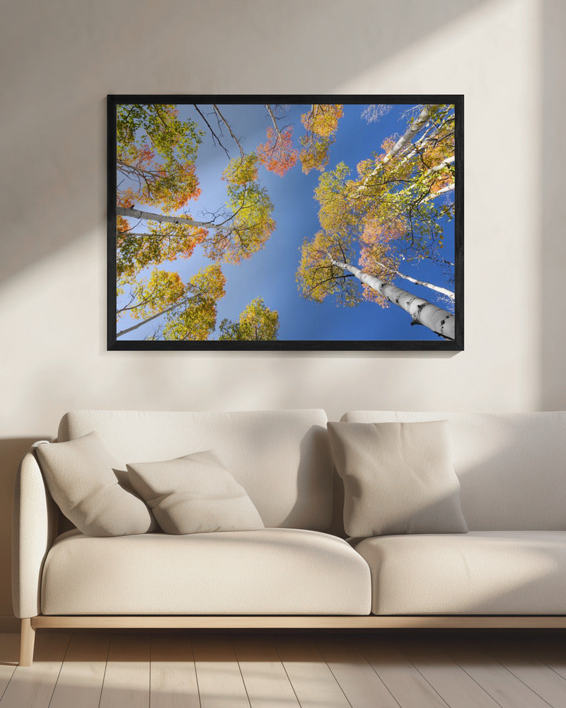 Herbstbirken | Leinwand