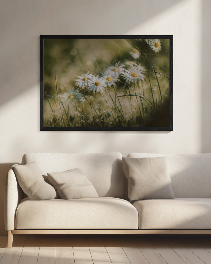 Gänseblümchen am frühen Morgen | Leinwand