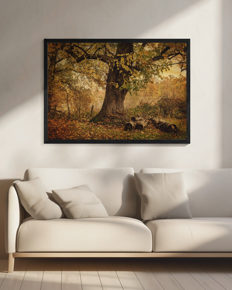 Alter Baum | Leinwand