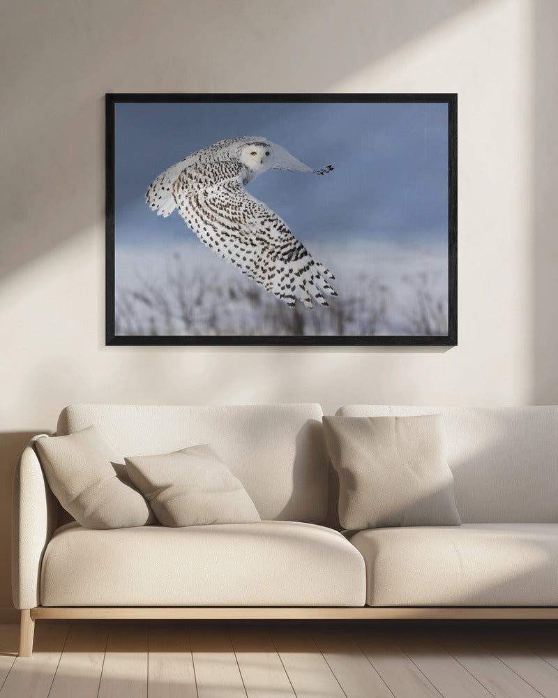 Schneeeule | Leinwand