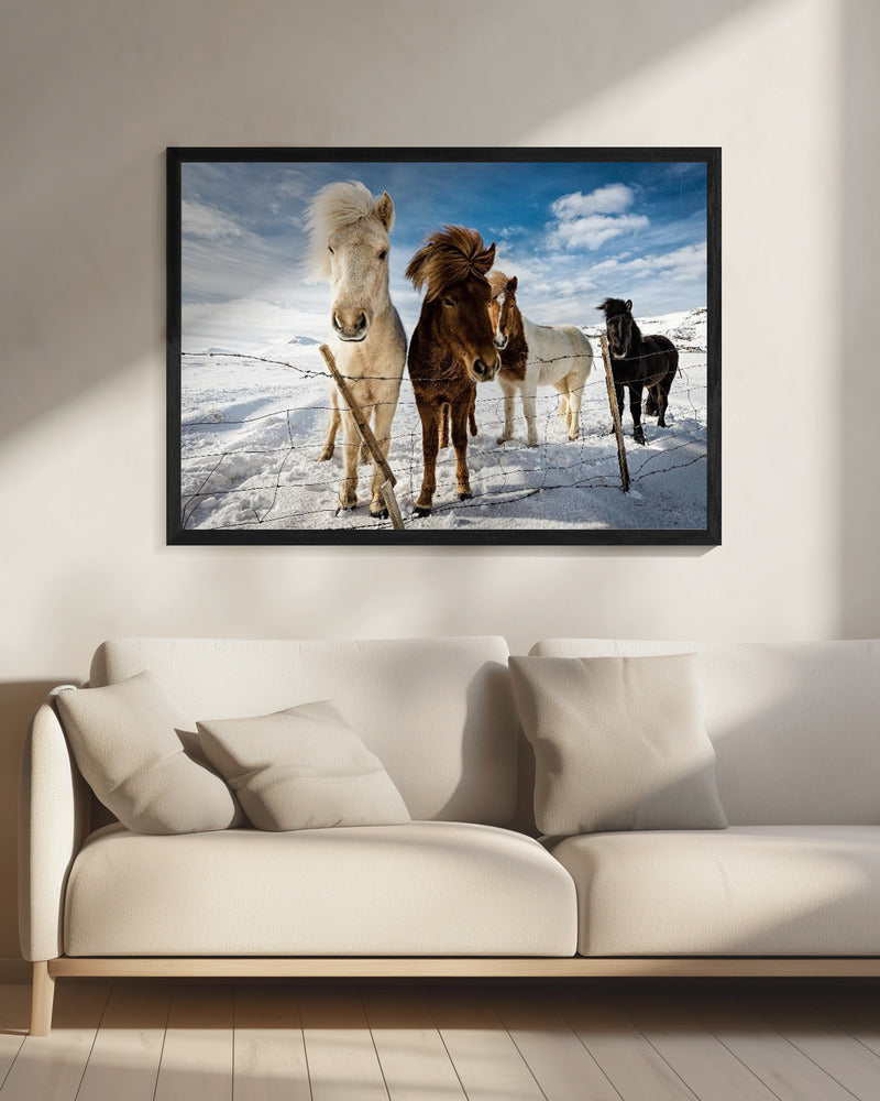 Isländische Frisur | Leinwand
