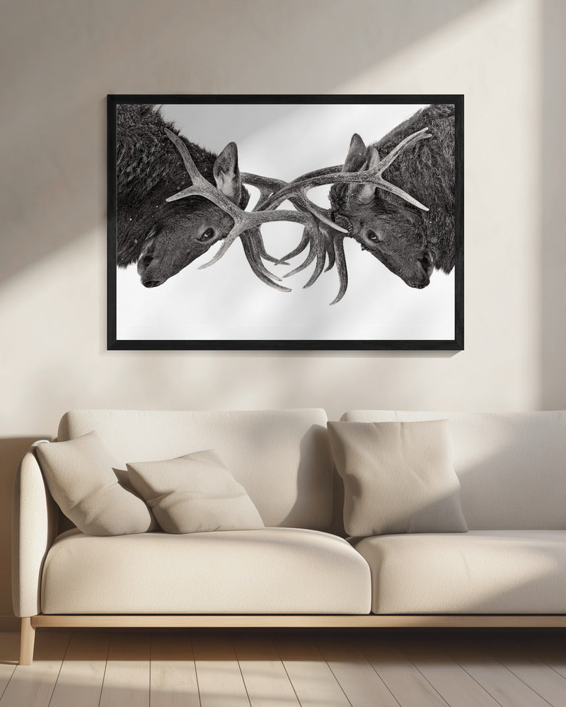 Eye to Eye - Elk fight | Canvas