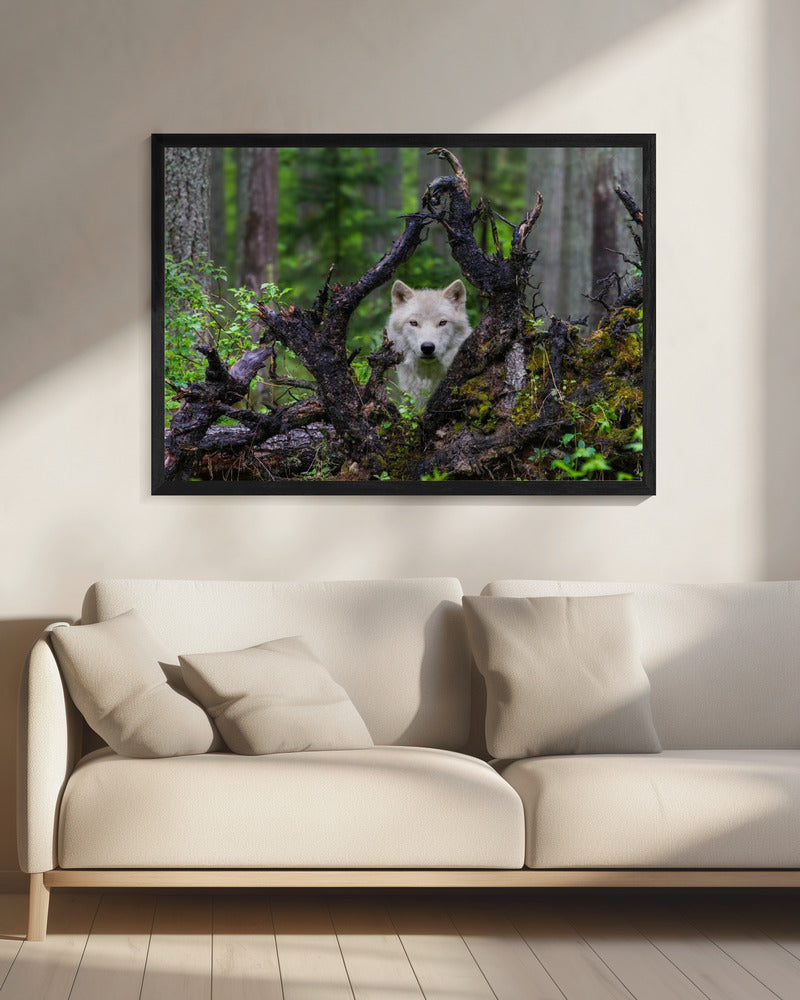 Wolf | Canvas
