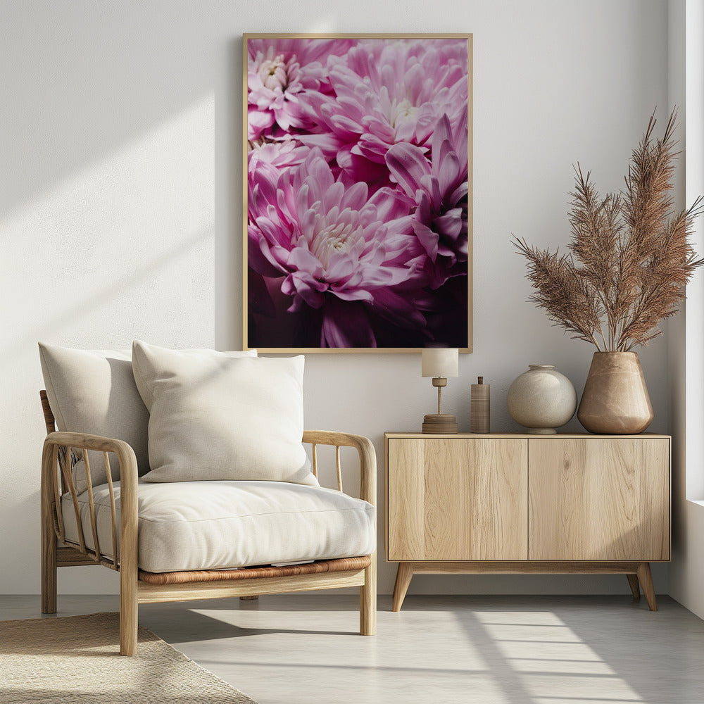 Leuchtend rosa Chrysanthemenblüten | Poster