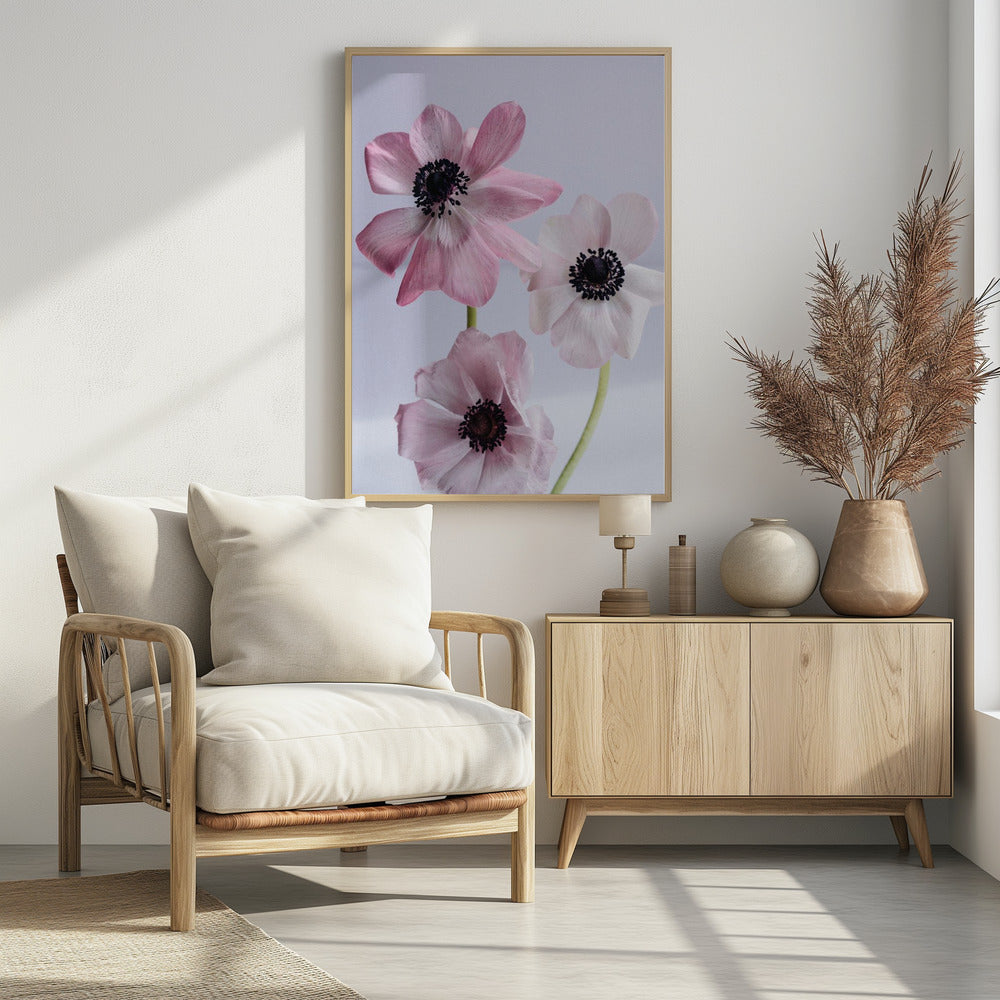 Elegant Pink Anemone Flowers | Poster