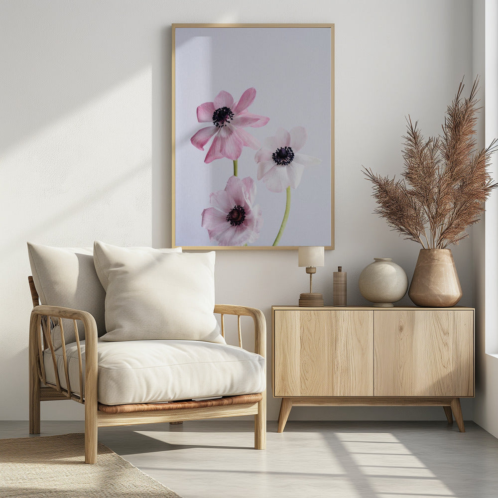 Pale Pink Ranunculus Flowers | Poster