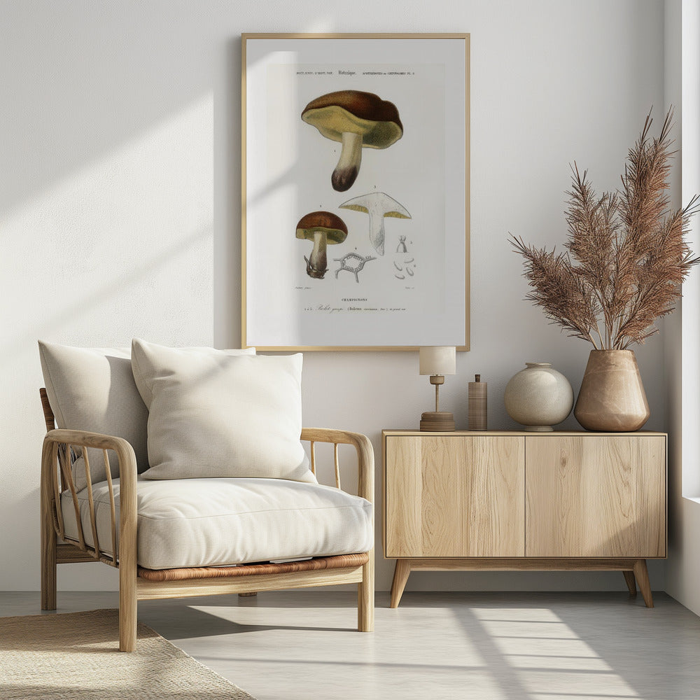 Mushroom (boletus Circinans) | Poster