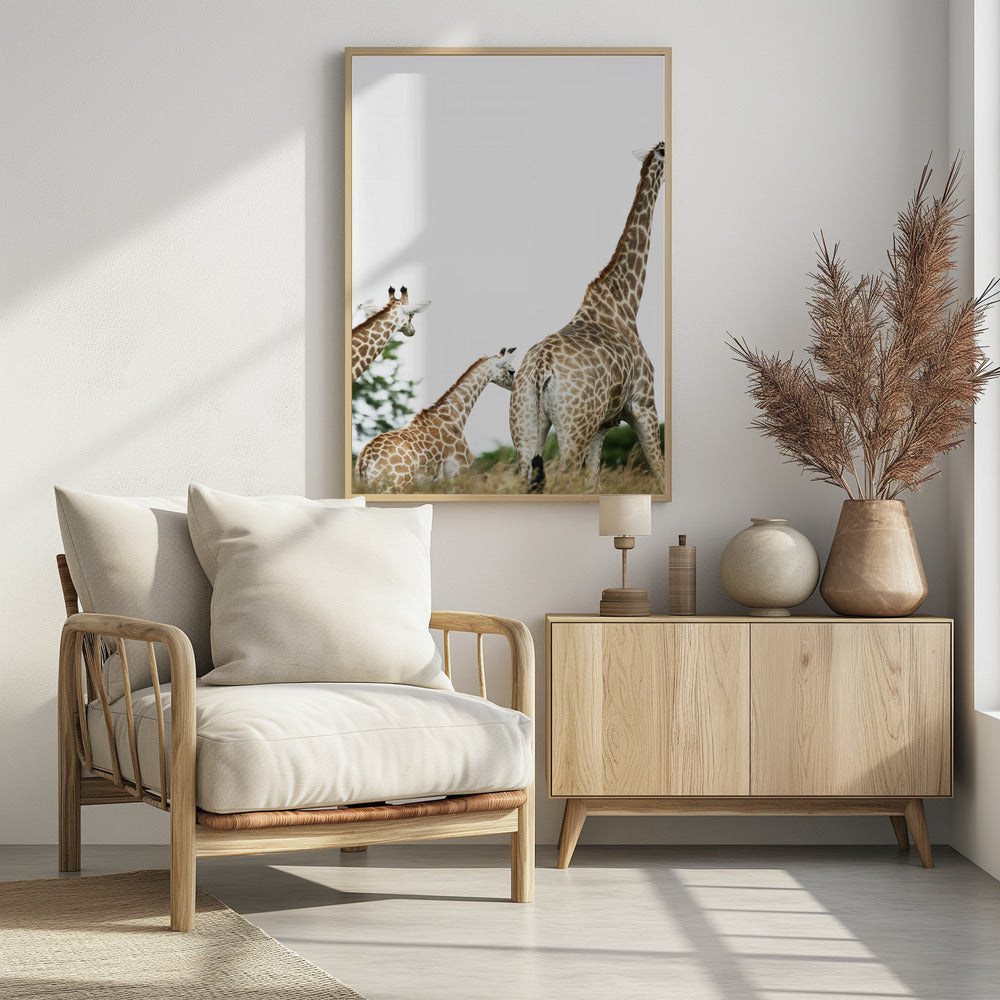 Giraffe Stroll | Poster