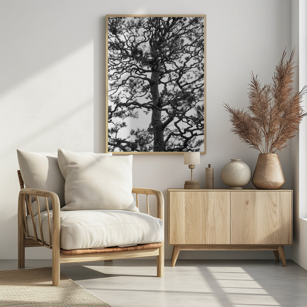 Verdrehte Baumsilhouette | Poster