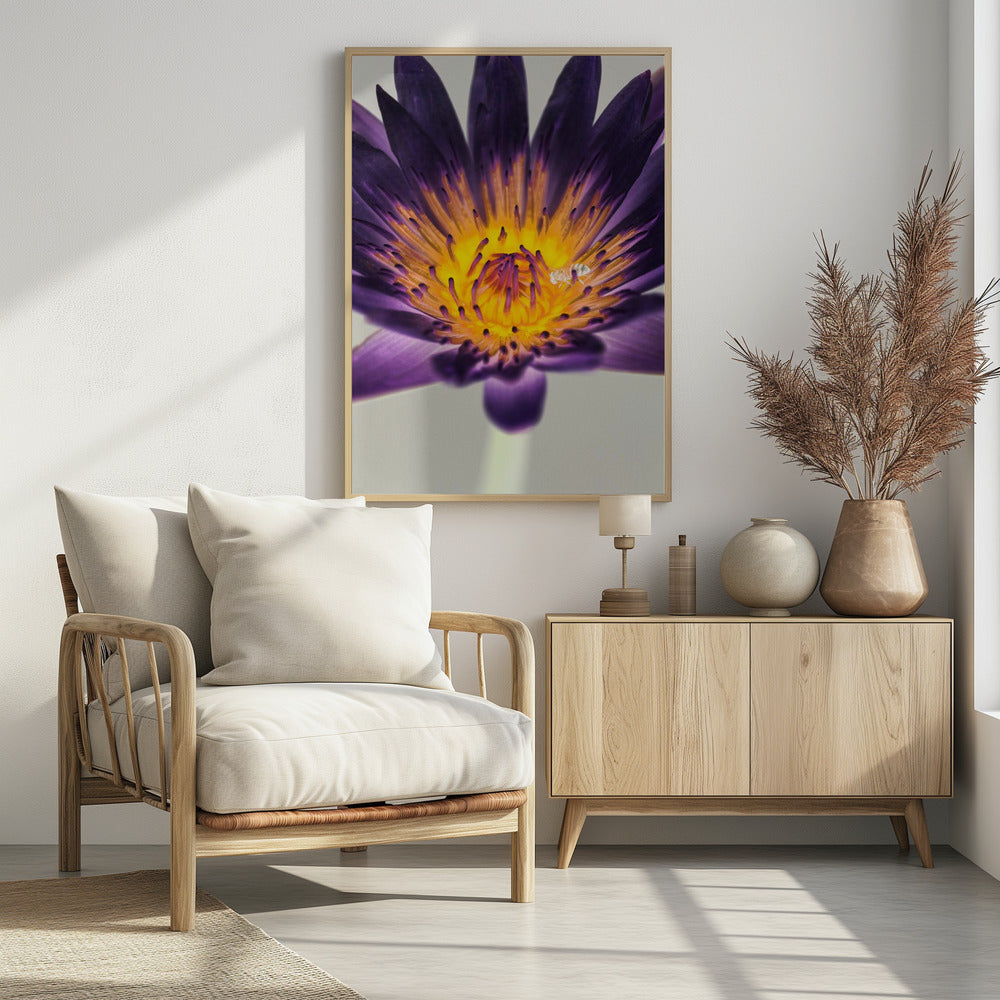 Lila Wasserlilie | Poster