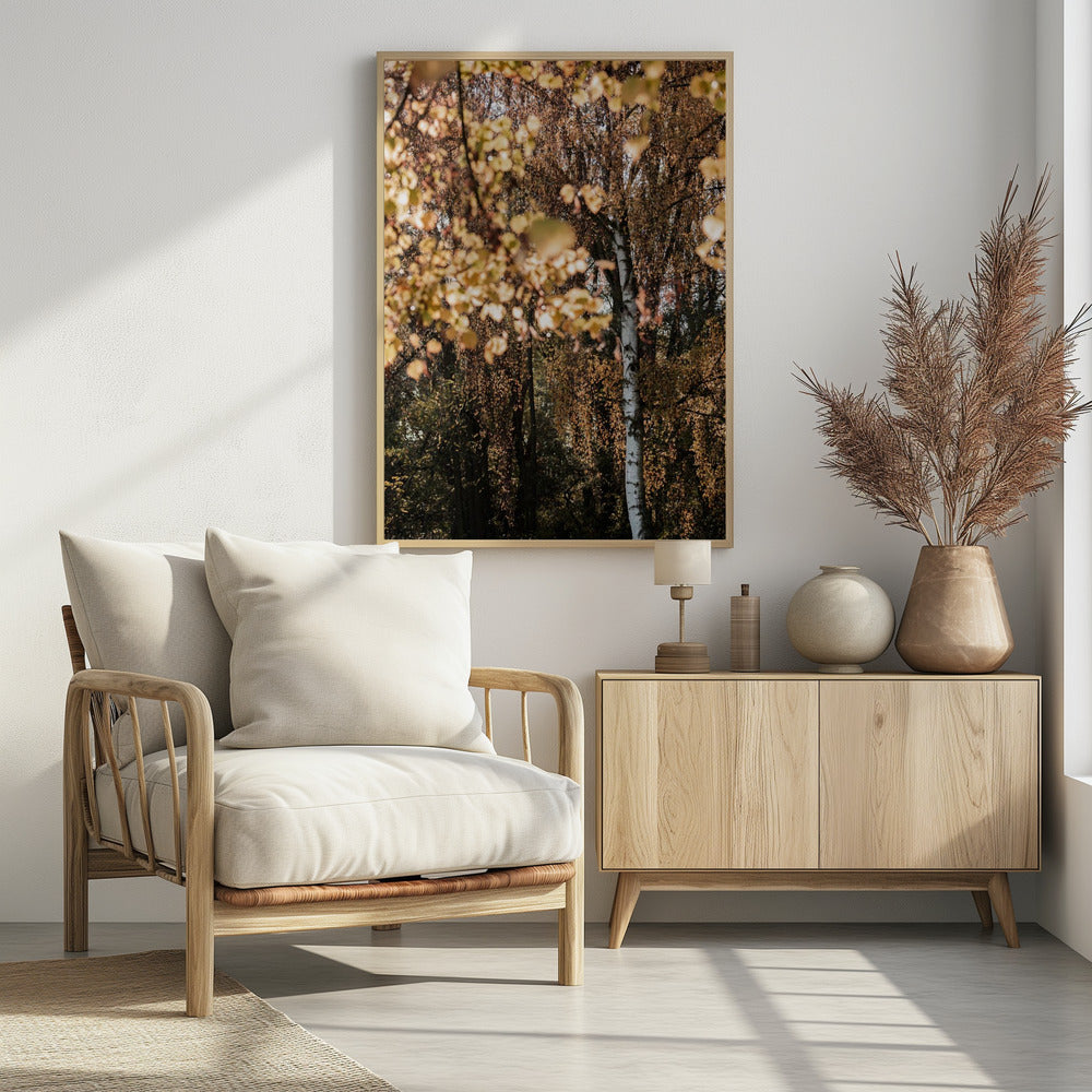 Herbstbirke | Poster