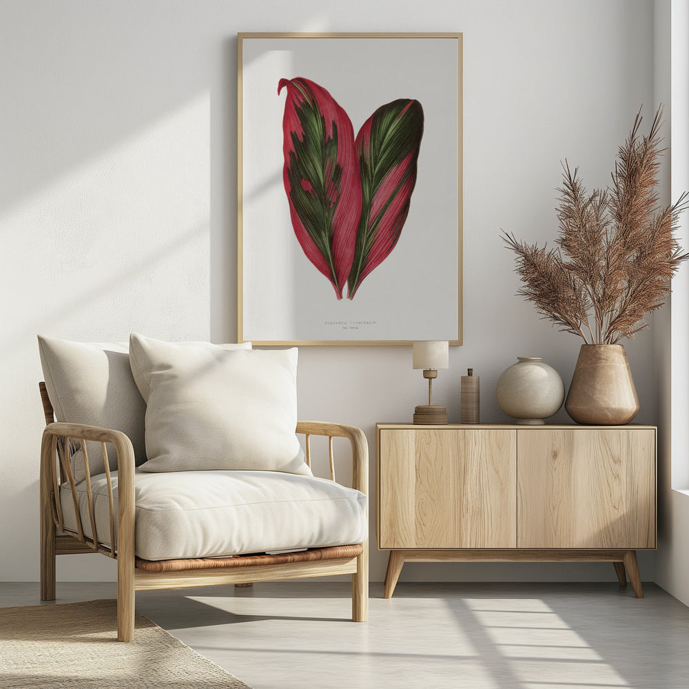 Pink Dracaena Terminalis Leaf Illustration | Poster