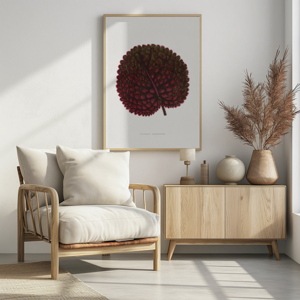 Rosa Gesneria Exoniensis Blatt Illustration | Poster