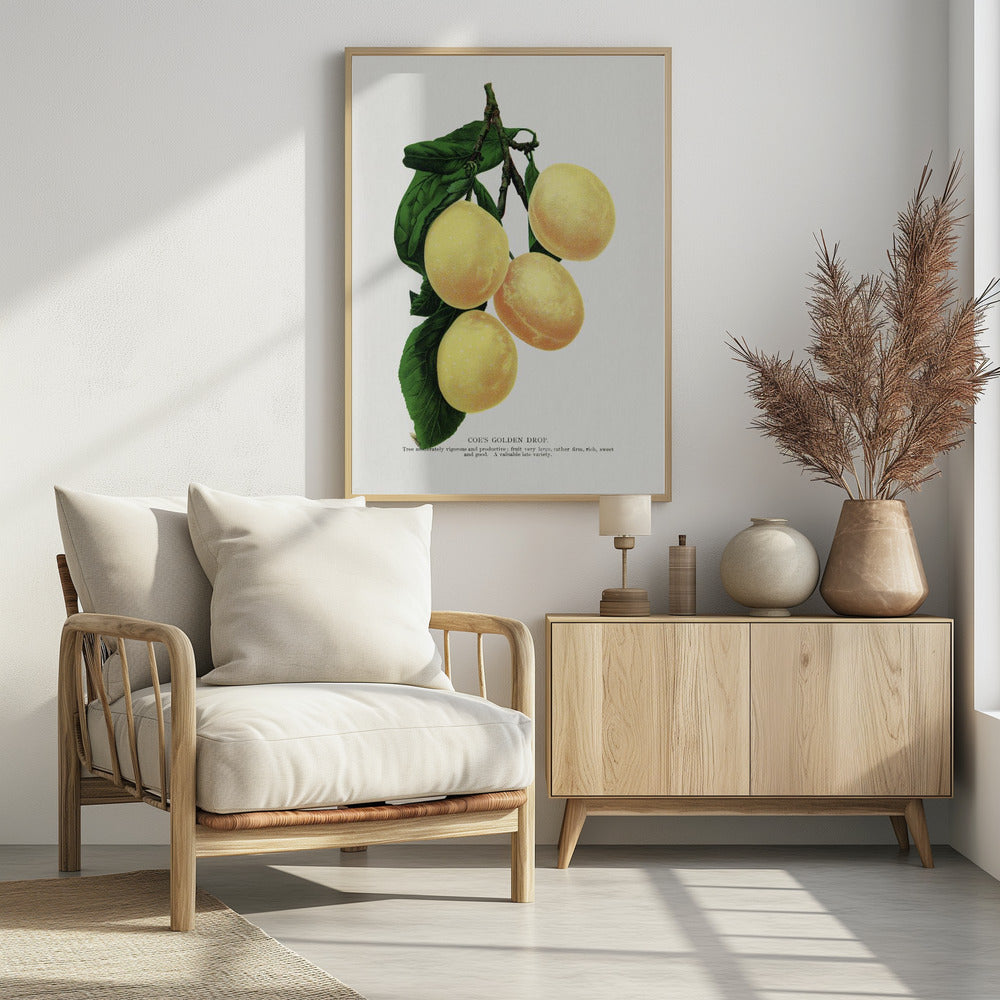 Coes Golden Drop Plum Lithographie | Poster