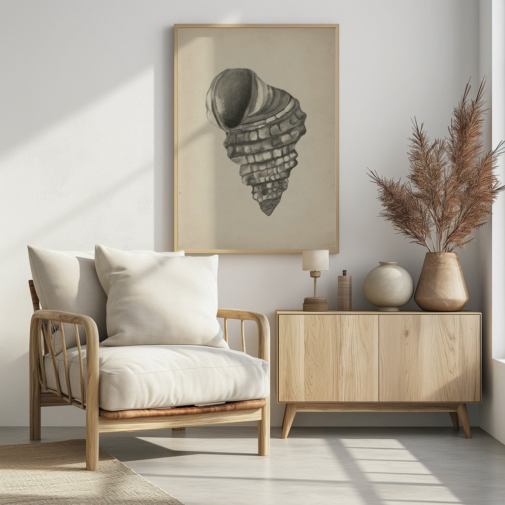 Seashells | Poster