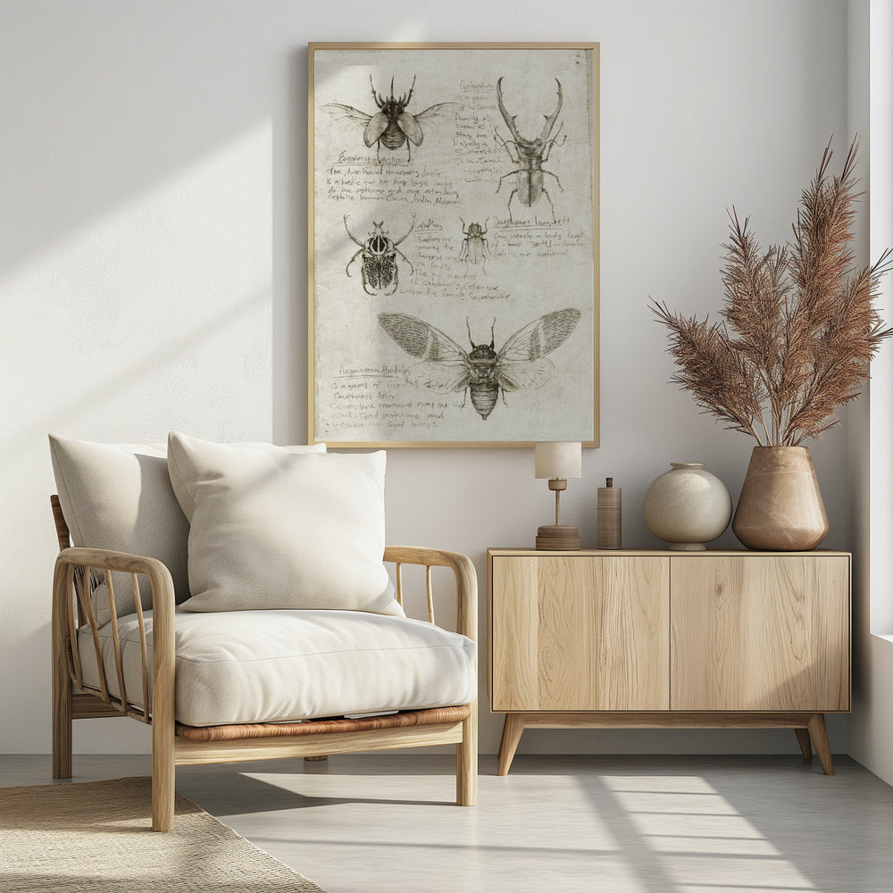 Sketches Of Beetles And Insects | Poster
