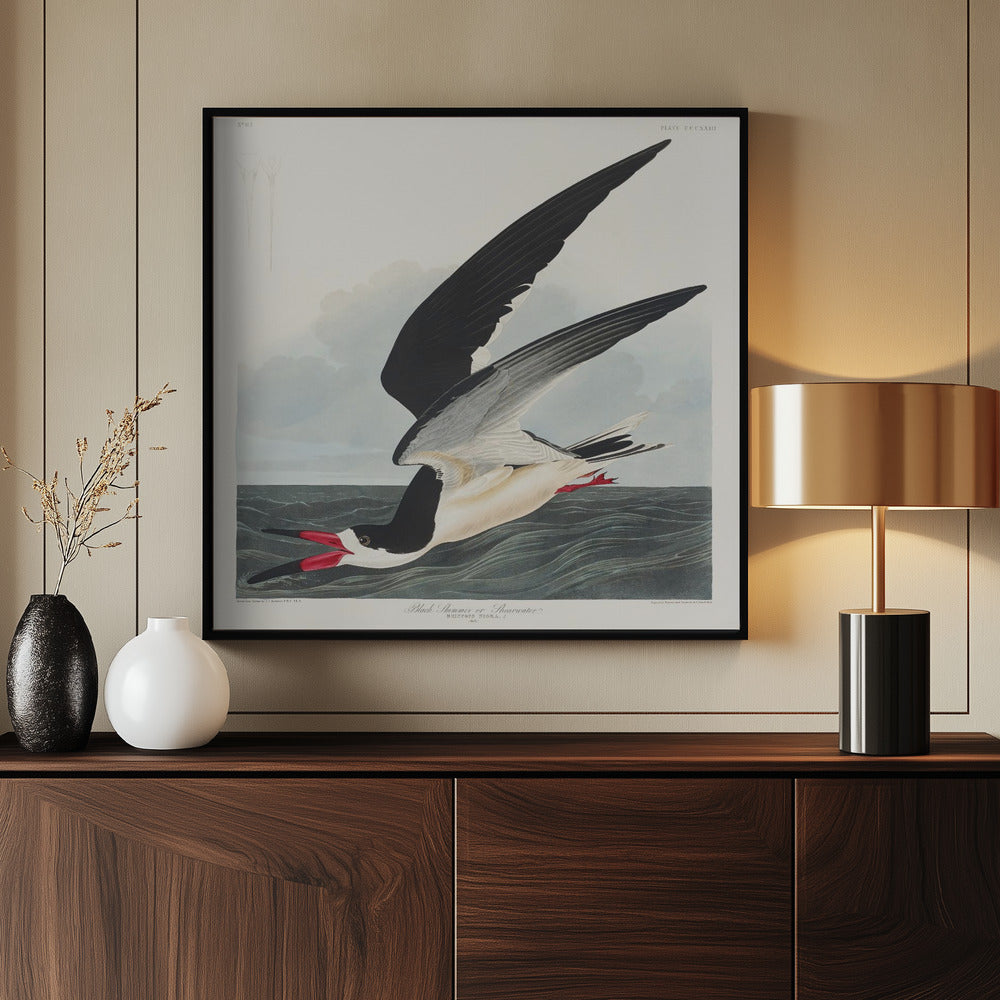 Schwarzer Scherenschnabel aus Birds of America (1827) | Poster