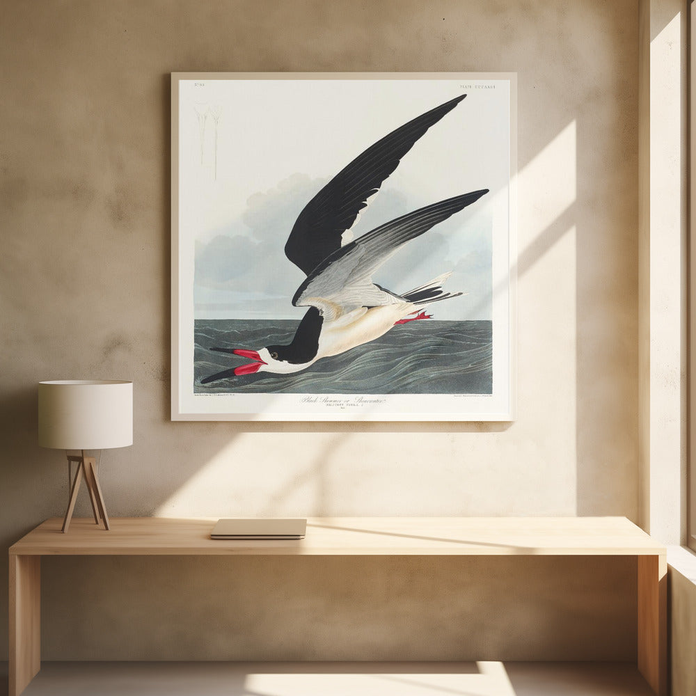 Schwarzer Scherenschnabel aus Birds of America (1827) | Poster