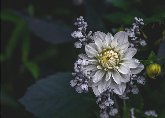 Dahlia flower | Canvas