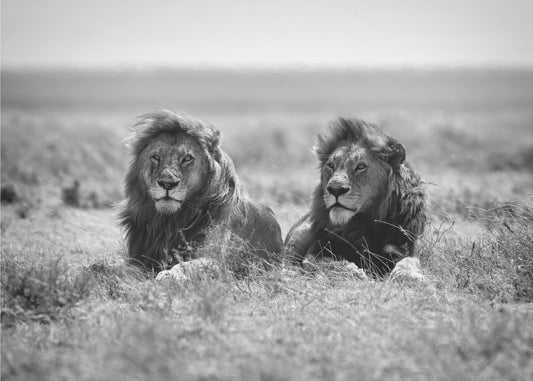 Two kings | Canvas
