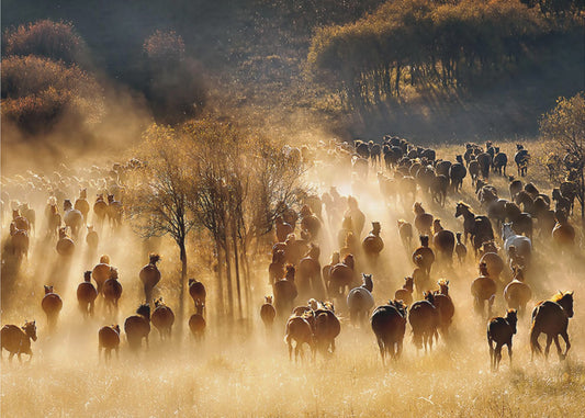 Horses | Canvas
