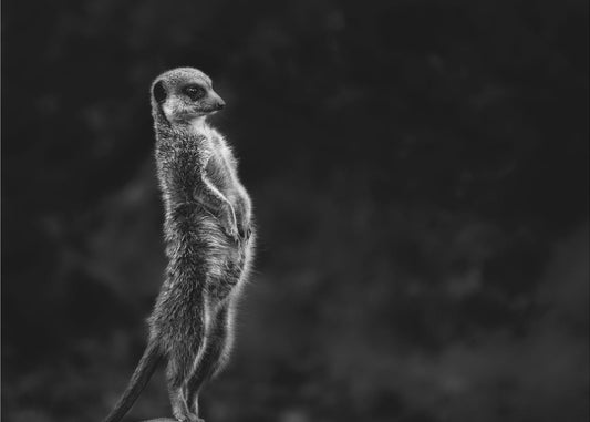 The meerkat | Poster