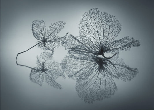 Ephemeral Beauty | Canvas